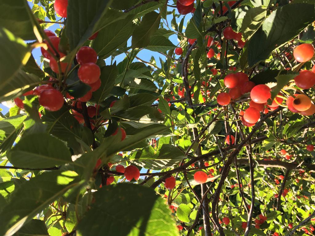 Agriturismo Sant'Agata Piana Degli Albanesi Εξωτερικό φωτογραφία